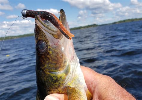 walleye fish|Worms on Walleye .